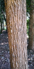 Quercus pachyloma
