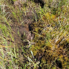 Sphagnum subsecundum