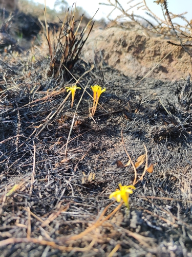 Image of Cyrtanthus breviflorus by (c) Seth Musker, some rights reserved (CC BY)