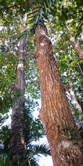 Quercus pachyloma