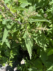 Urtica dioica