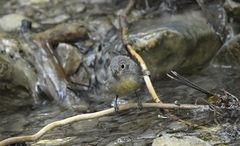 Leiothlypis virginiae