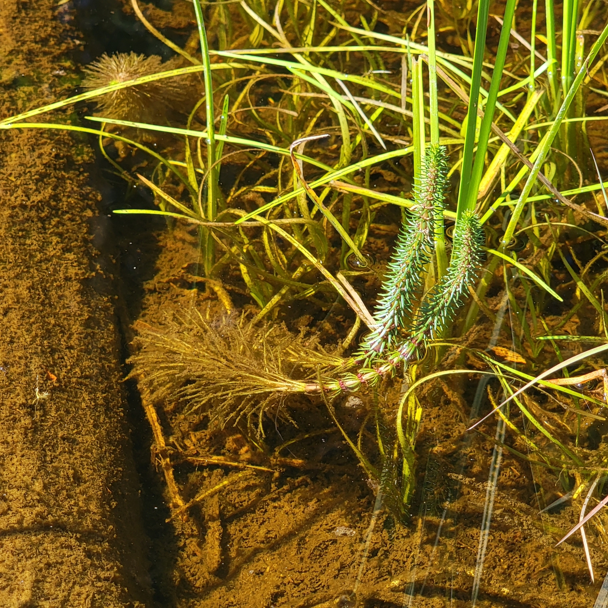 Mares Tail Or Hippuris Vulgaris Plant In Zurich In Switzerland Stock Photo - Image Of Plant - 4