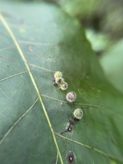 Caryomyia viscidolium