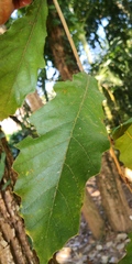 Quercus pachyloma