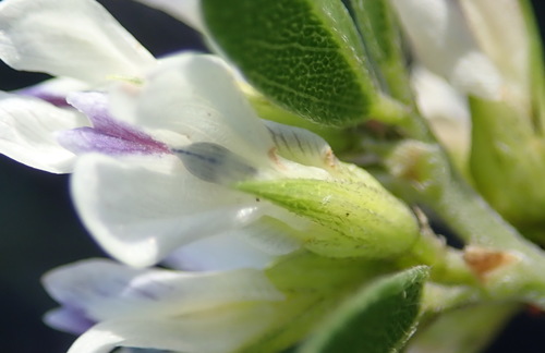 Image of Psoralea prodiens by (c) Nicola van Berkel, some rights reserved (CC BY-SA)