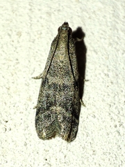 Ephestia elutella