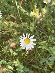 Leucanthemum vulgare
