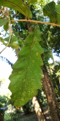 Quercus pachyloma