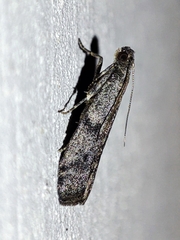 Ephestia elutella