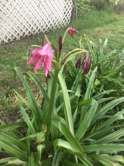 Crinum bulbispermum