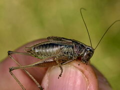 Metrioptera