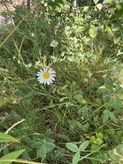Leucanthemum vulgare