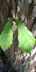 Quercus pachyloma