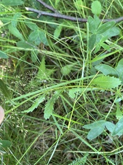 Leucanthemum vulgare