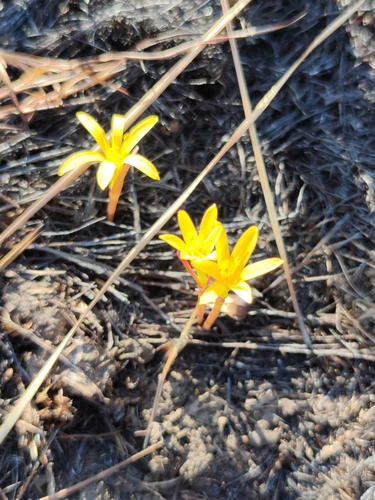 Image of Cyrtanthus breviflorus by (c) Seth Musker, some rights reserved (CC BY)