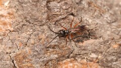 Agenioideus cinctellus