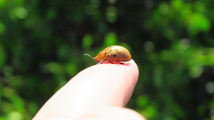 Chelymorpha cassidea