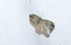 Hydriomena furcata