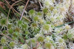 Sphagnum pacificum
