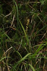 Tofieldia calyculata