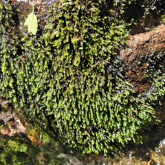Rhynchostegium aquaticum