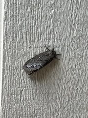 Gloveria arizonensis