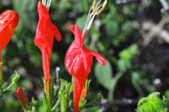 Ruellia asperula