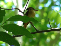 Onychorhynchus coronatus