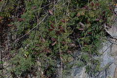 Ruellia asperula