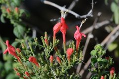 Ruellia asperula