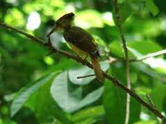 Onychorhynchus coronatus