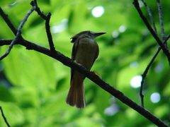 Onychorhynchus coronatus
