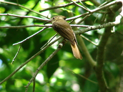 Onychorhynchus coronatus