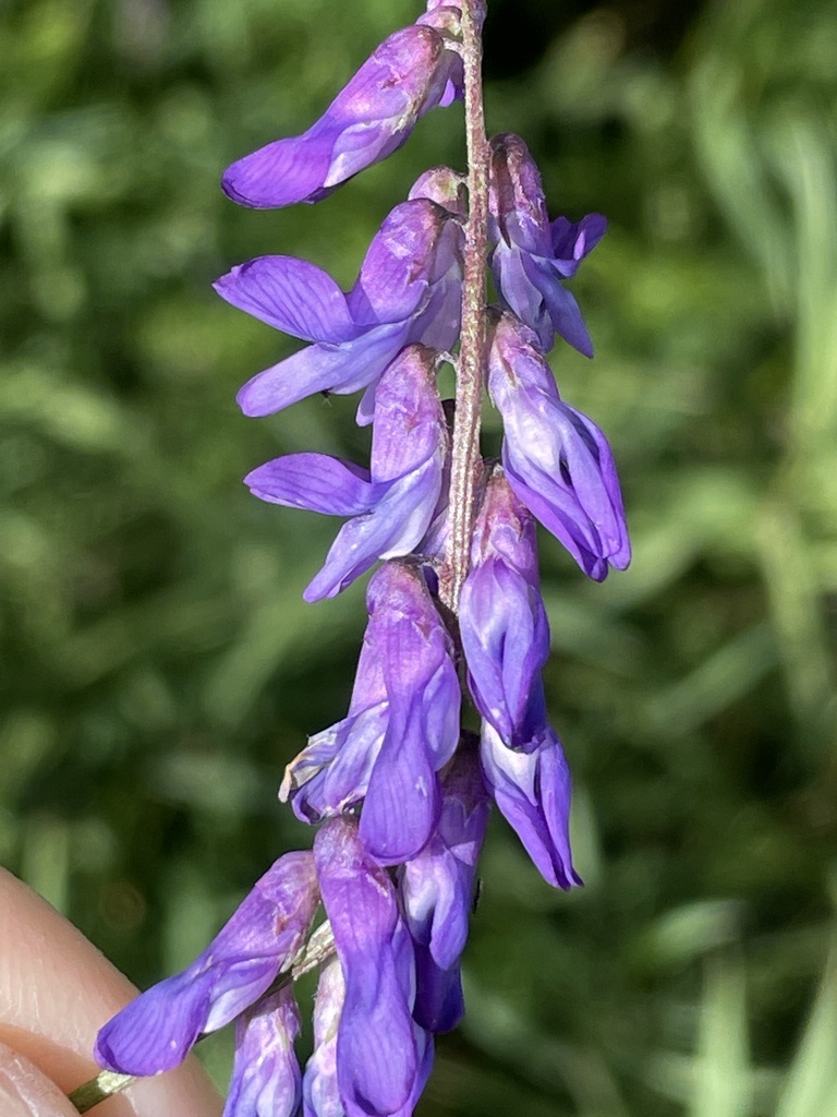 Vetch Alaska tufted vetch from Petes Pl, Anchorage, AK, US on July 23, 2022 at 01:05 ...