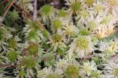 Sphagnum pacificum