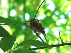 Onychorhynchus coronatus