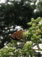 Iambrix salsala salsala