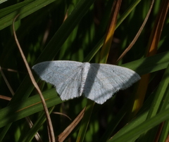 Scopula quinquelinearia