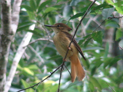 Onychorhynchus coronatus
