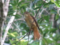 Onychorhynchus coronatus