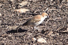 Passer motitensis
