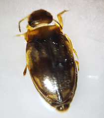 Hydroglyphus geminus