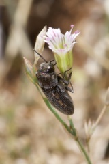 Acmaeoderella adspersula