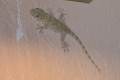 Tarentola mauritanica