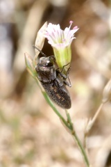 Acmaeoderella adspersula