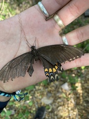 Heraclides pallas bajaensis