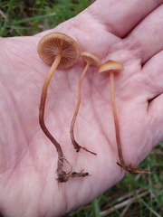 Deconica
