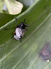 Cypherotylus debauvei
