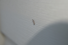 Dichomeris inversella
